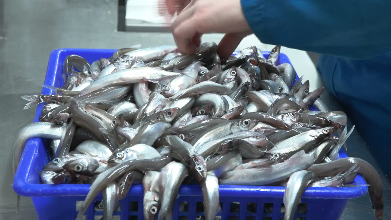 Loðna finnst á stóru svæði