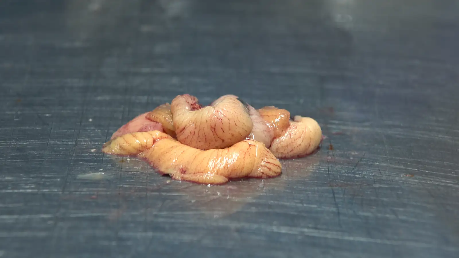 Gula gull Íslands fer brátt að skila þjóðarbúinu milljörðum