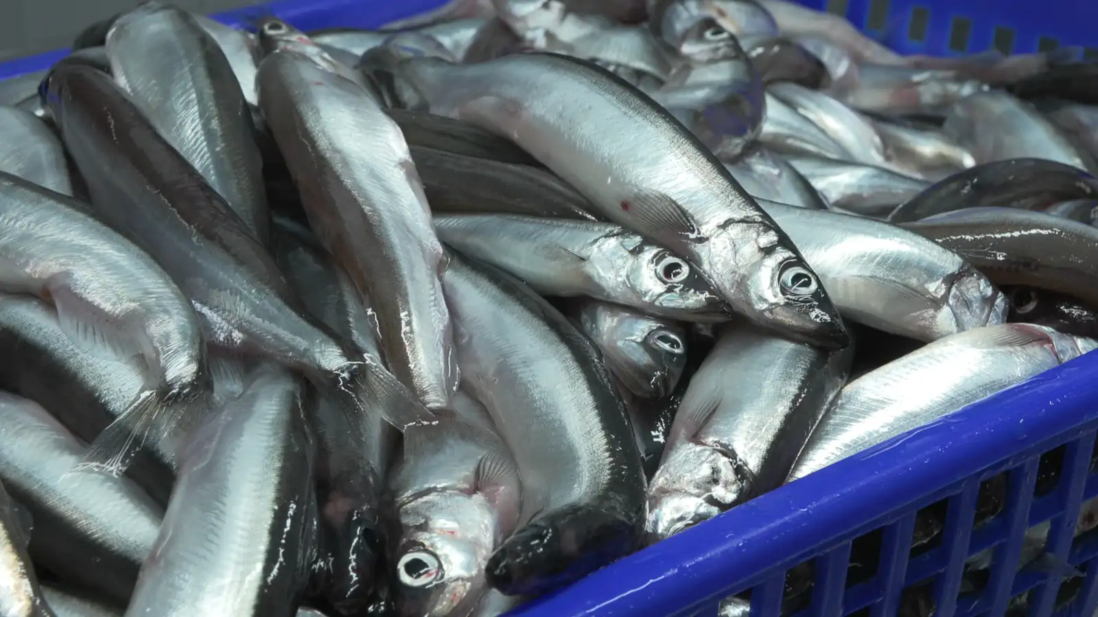 Loðnuvertíðin farin á fullt fyrir austan