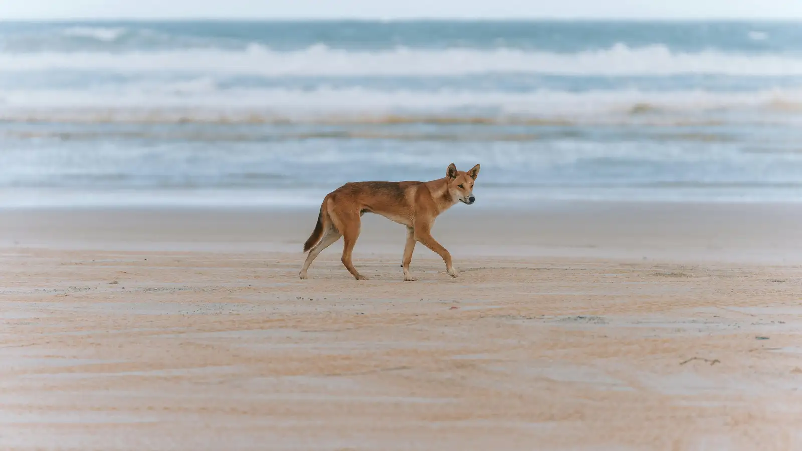 Fella tug dingóa eftir dularfullt dauðsfall ferðamanns