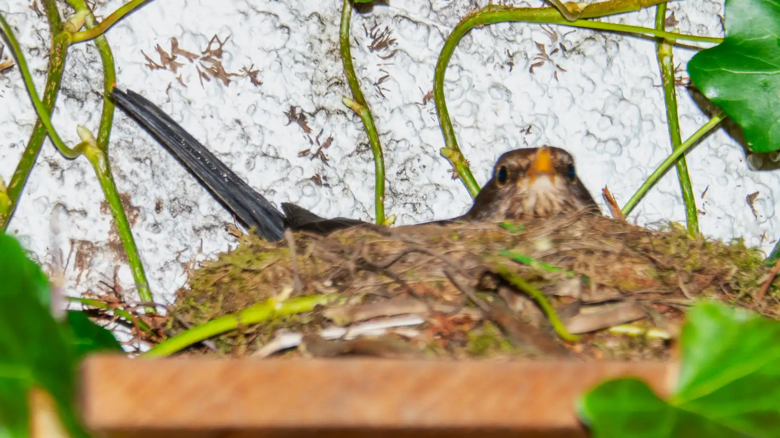 Mynd af svartþresti í hreiðri sínu í garði Magnúsar Guðmundssonar.