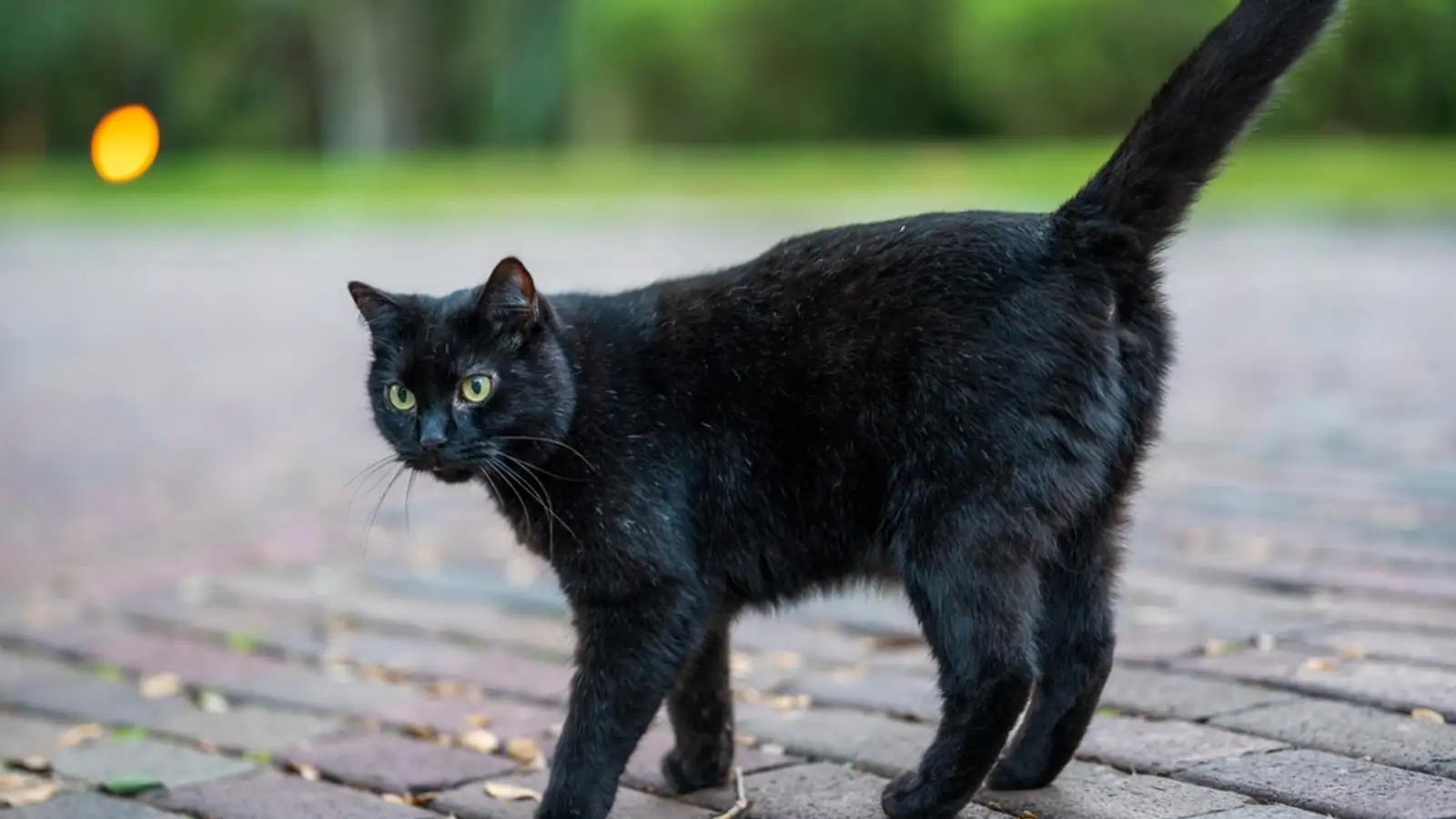 Triskaidekaphobia kann að hafa gripið um sig í dag – óttinn við töluna 13
