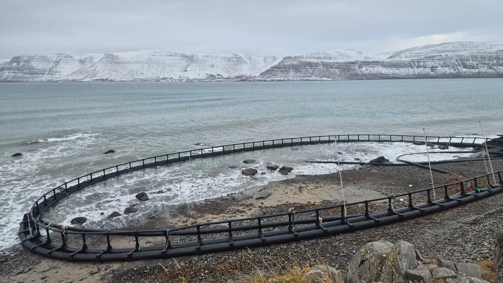 Ætla að sækja flothring af sjókví úr fjörunni við Patreksfjörð í næstu viku