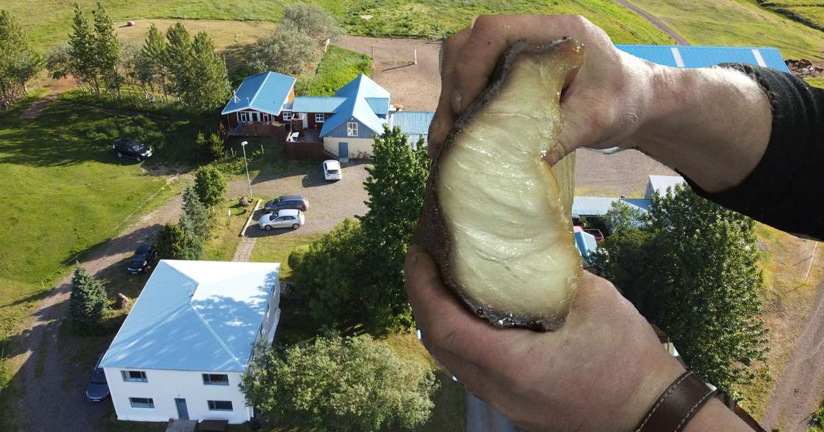 Odór sfermentowanego rekina przez tygodnie w pensjonacie po wpadce ...