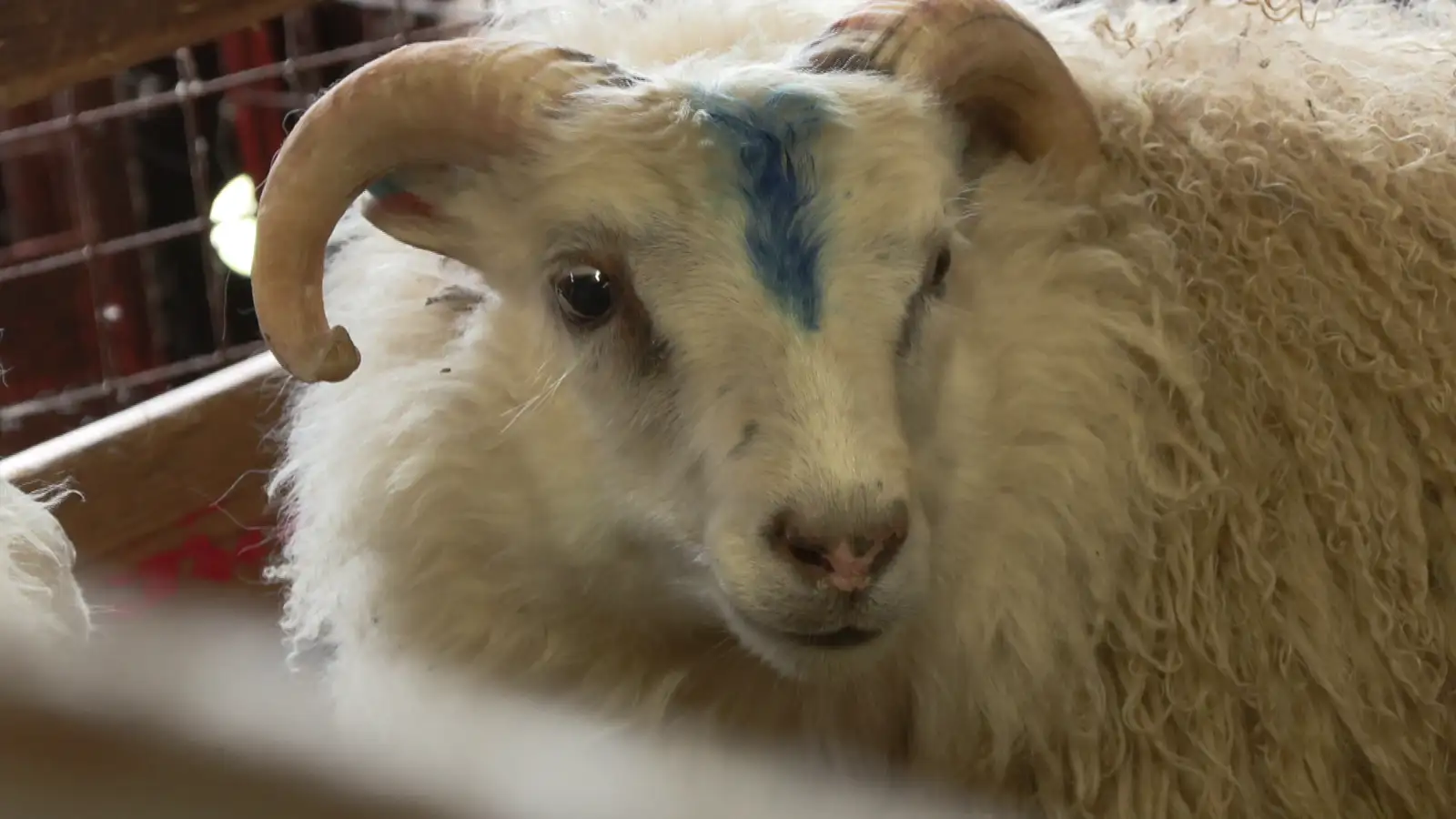 Bændur verði skyldaðir til að rækta riðu úr sauðfé