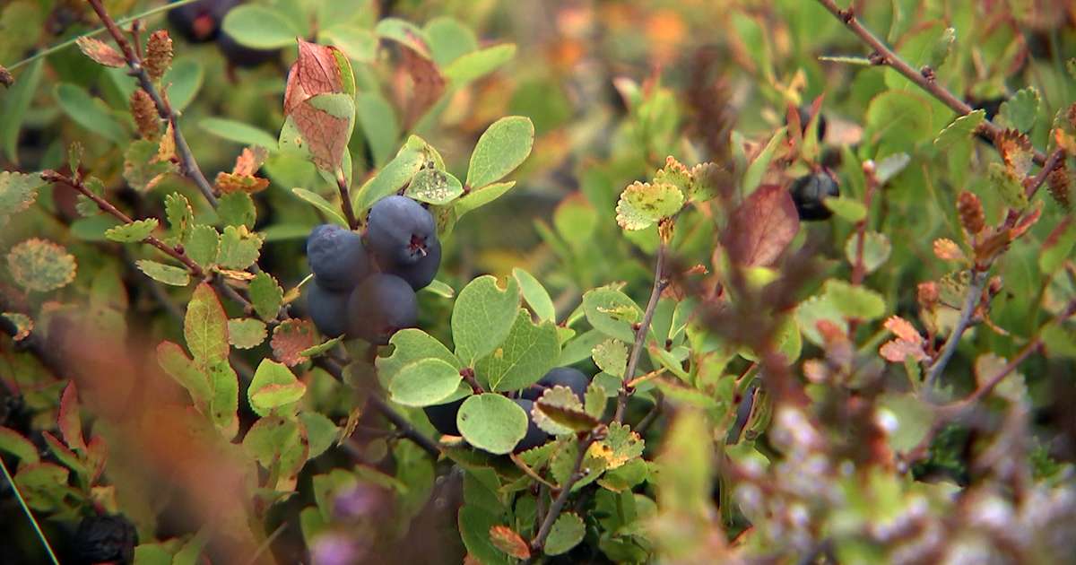 „Grunsamlegar mannaferðir“ reyndust maður að tína bláber og sveppi - RÚV.is