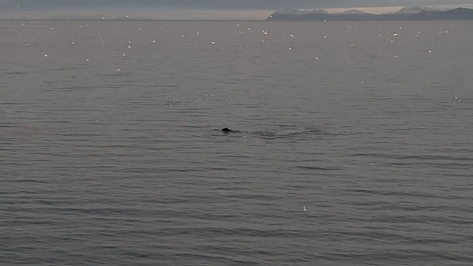 Hvalir og súlur í átveislu skammt undan landi í Reykjanesbæ