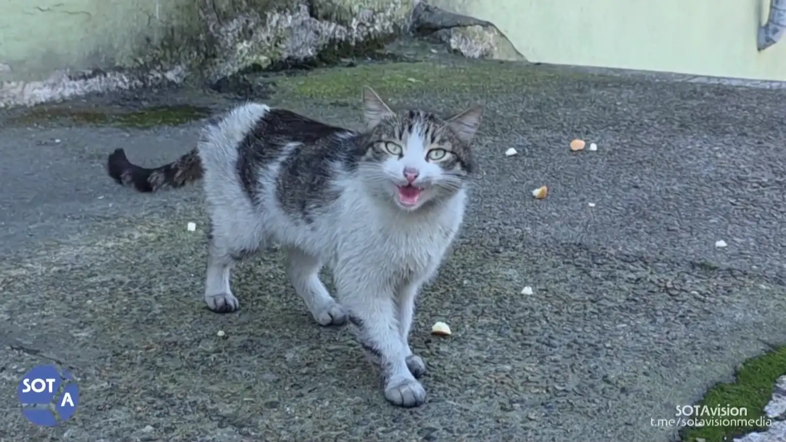 Köttur sem er þakinn olíu eftir drónaárás Úkraínumanna á olíubirgðarstöð.