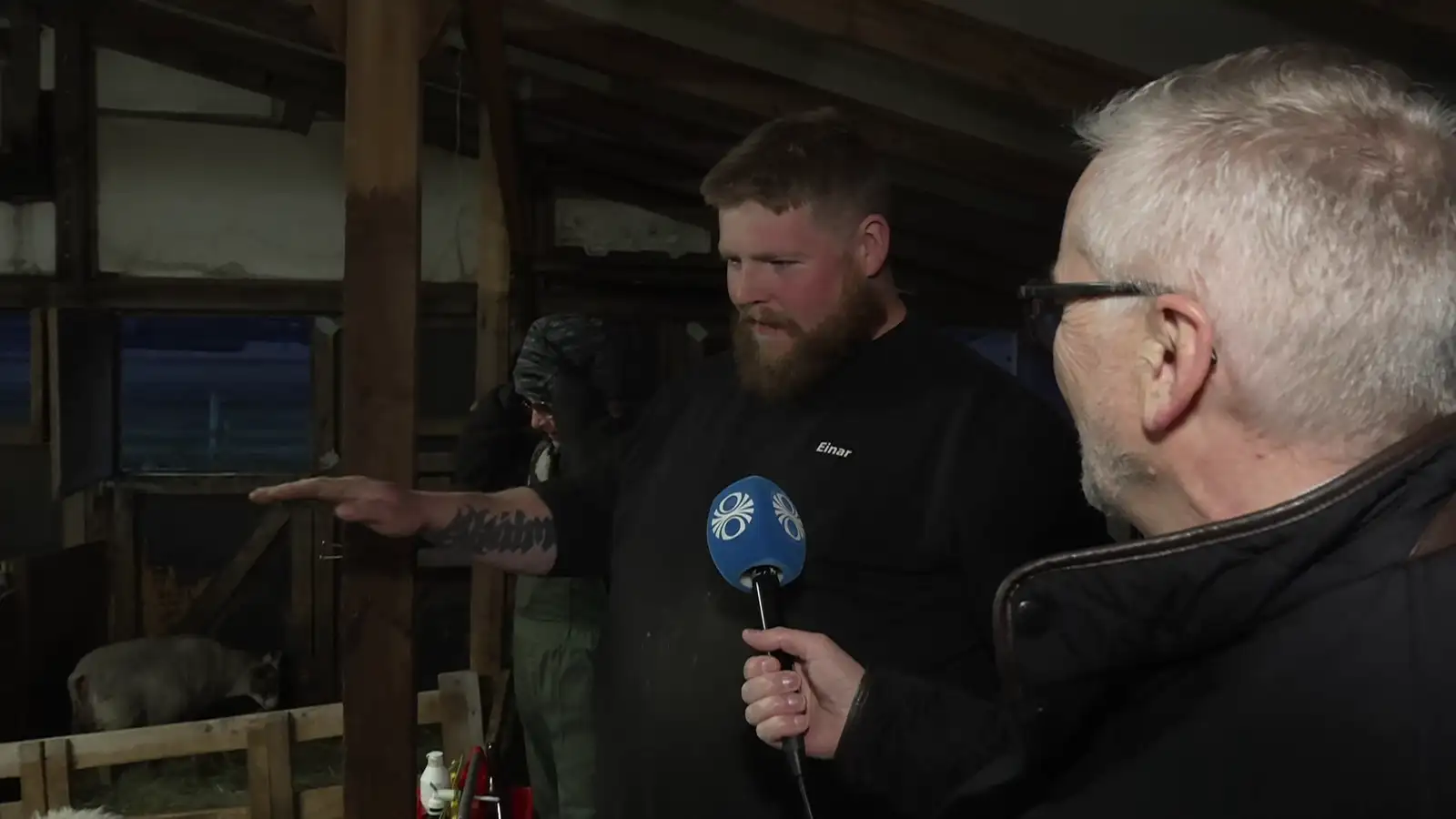 Sauðburður á kosninganótt í Fljótsdal: „Það er enginn friður“