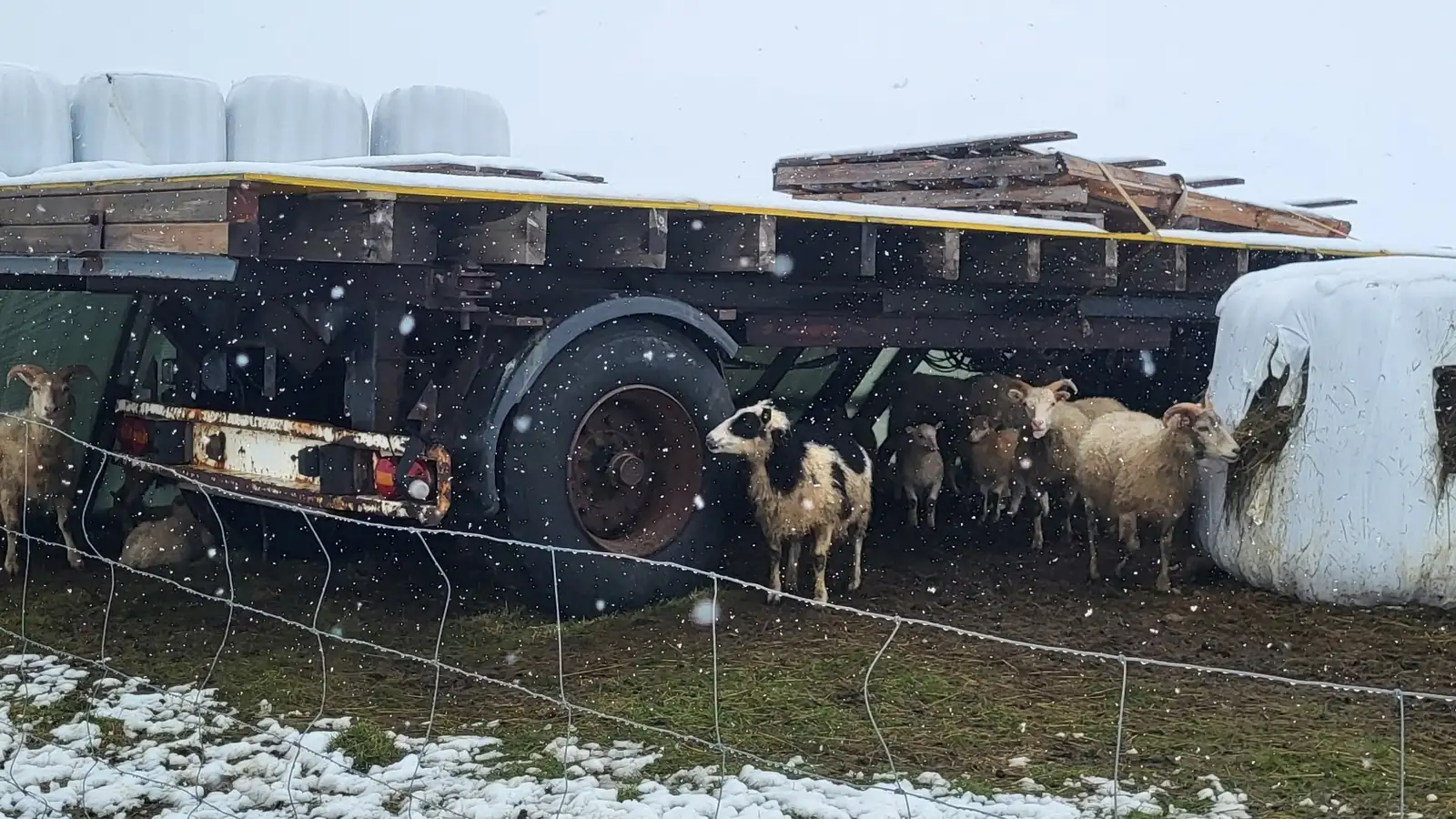 Sauðfé í skjól undan éljagangi og kornbændur vona að ekki frysti
