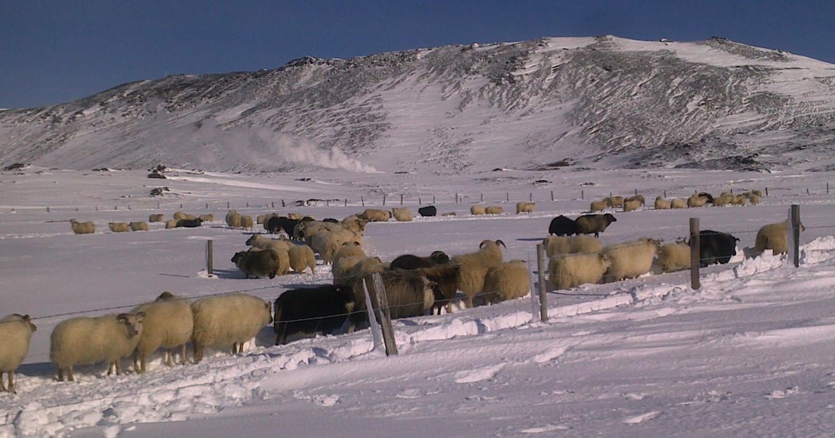Bændur á tánum víða um land - RÚV.is