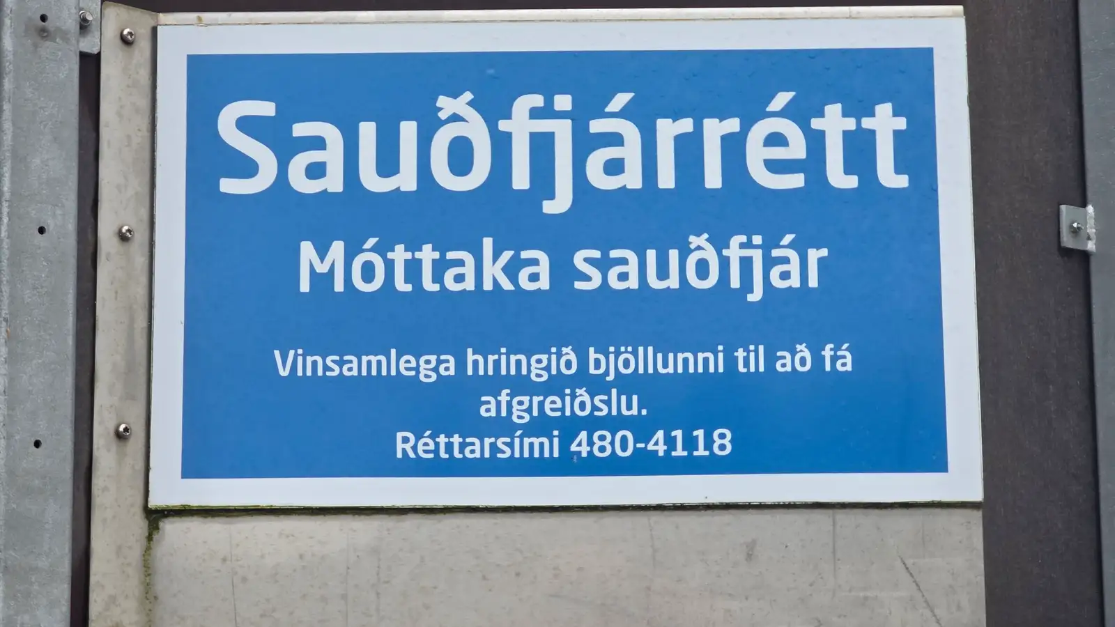 SS slátrar um 100 þúsund fjár í sláturhúsi sínu á Selfossi