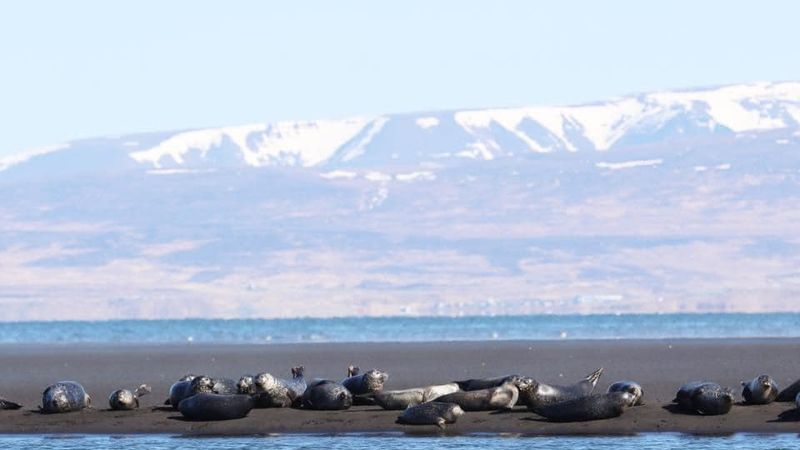 Verkauft flachbäuchig bei Ebbe in Norðvesturland.