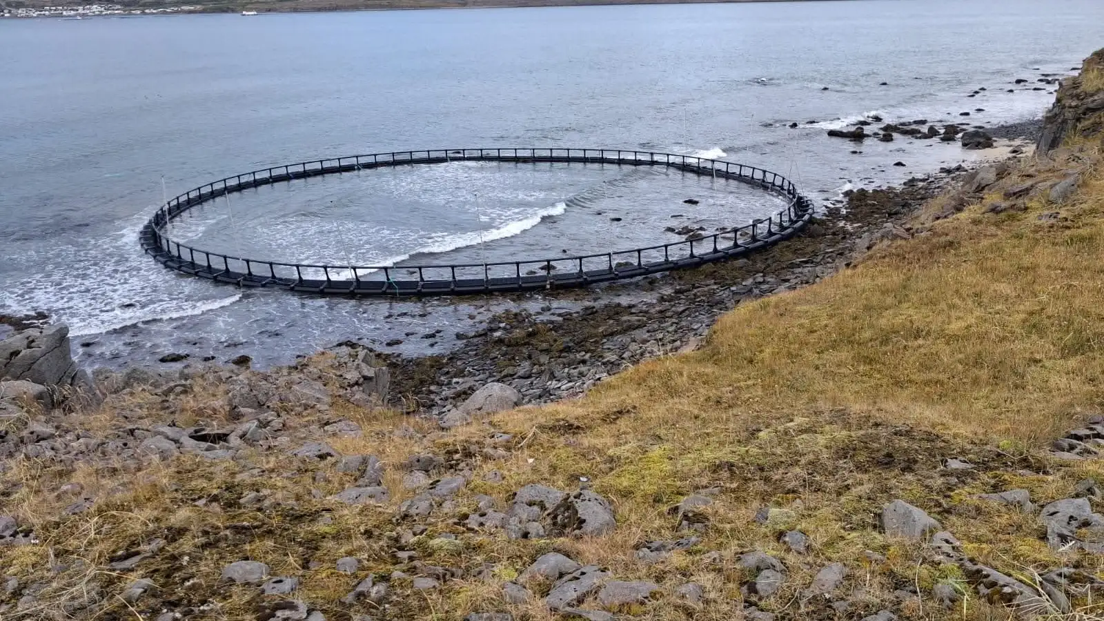 Sjókví rak á land í Patreksfirði
